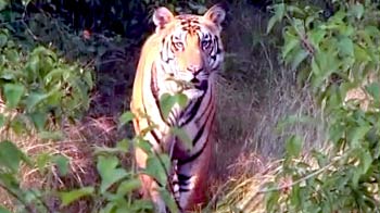 पन्ना में गूंज रही है बाघों की दहाड़