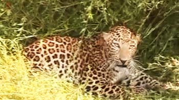 Panna: Leopard rescue operation on camera