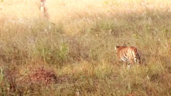 Video : Kanha: Tiger units making a difference