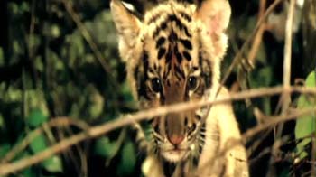 Amitabh roars for the tiger