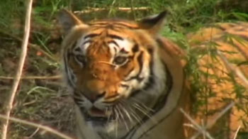 Save Our Tigers: Assam special