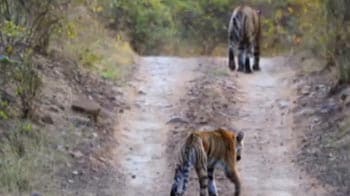 Ranthambore: Daddy tiger brings up cubs