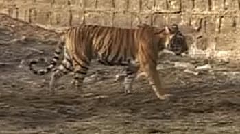 Video : Ranthambore: Tigers a burden for locals?