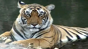 रणथंभौर की मशहूर बाघिन 'मछली'