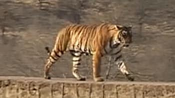 Videos : बाघों को मारने के लिए 40 लाख की सुपारी!