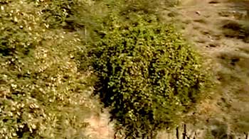 Jodhpur's desert rock park comes alive