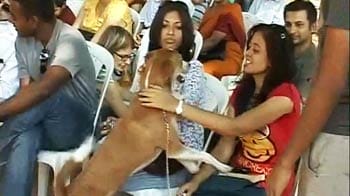 Video : Banglore celebrates the Great Indian Dog
