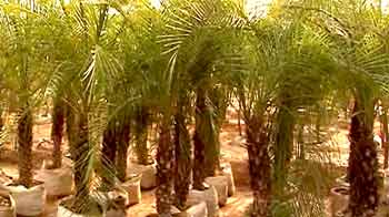 हरियाली के नाम पर घोटाला