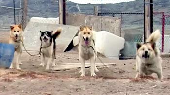 ग्रीनलैंड : लुप्त होते जा रहे हैं वुल्फ डॉग्स ग्रीनलैंड : लुप्त होते जा रहे हैं वुल्फ डॉग्स