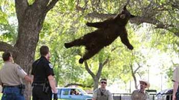 Bear falls 15 feet from tree at US university campus, lands safely