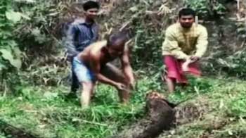 The gruesome tale of Guwahati's depleting forests