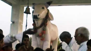 एक मंदिर जहां भगवान है सांड!