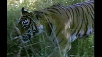 25 बाघों को मारने के लिए दी गई सुपारी