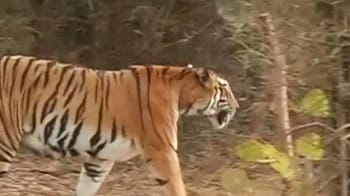 Video : 40 lakh supari for 25 tigers in Maharashtra