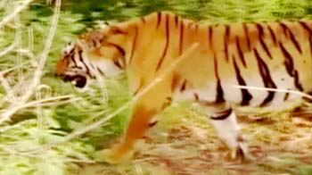 Save Our Tigers campaign's impact: Areas around Corbett to be protected