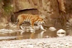 Govt declares complete silence zone around Corbett Tiger Reserve Govt declares complete silence zone around Corbett Tiger Reserve