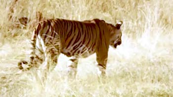 कॉर्बेट टाइगर रिज : बाघों को शोर से बचाया