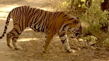 Video : Protecting Ranthambore's tigers