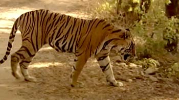 Protecting Ranthambore's tigers