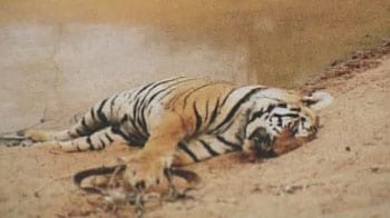 Video : All tiger deaths to be treated as cases of poaching