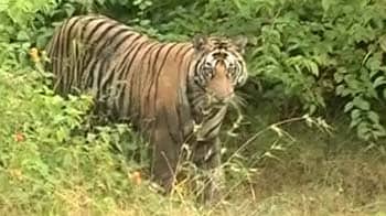 Video : Reviving Panna's tiger territory
