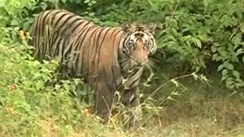 Reviving Panna's tiger territory