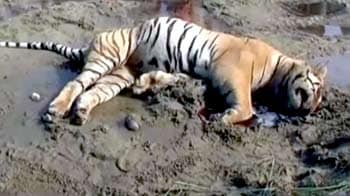 Videos : जहर देकर मारे जा रहे बाघ
