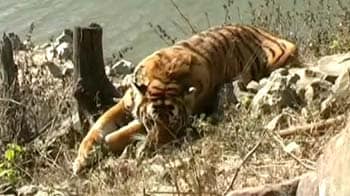 Video : Tigers at Corbett poisoned or beaten to death