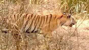 Video : रिसॉर्ट्स के चलते बाघों के इलाके में बाधा