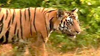 Videos : पन्ना में बाघ के शिकारियों पर कोई कार्रवाई नहीं