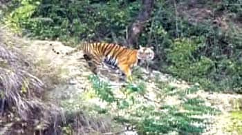 Video : उत्तराखंड में बाघों की गिनती बढ़ी, पर मुश्किलें कायम