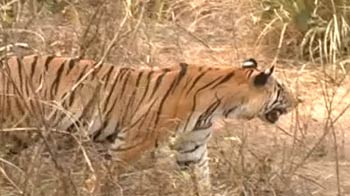 Video : Resorts fragment tiger landscape at Kanha national park