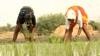 Video : 2012 Monsoon: Bumper crop or devastating drought?