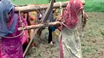 किस वजह से बैलों की जगह महिलाओं ने खींचे हल?