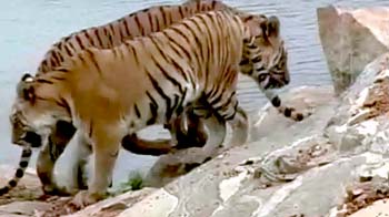 Video : कर्नाटक के बाघों के लिए काम कर रहे हैं संजय