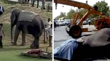 Videos : नोएडा एक्सप्रेस-वे पर तेज रफ्तार डंपर ने ली हाथी की जान