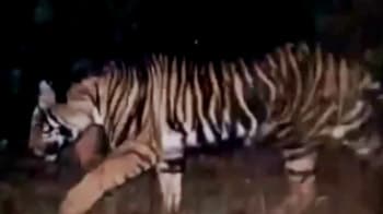 Video : Rare black tiger spotted in Odisha