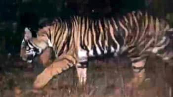 Videos : टाइगर रिजर्व में काली धारियों वाला काला बाघ