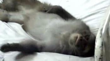 Video : अस्पताल में तीन घंटे बिस्तर पर सोया बंदर!
