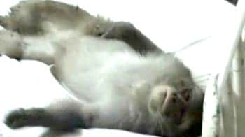 Video : Monkeys napping in Jammu hospital bed