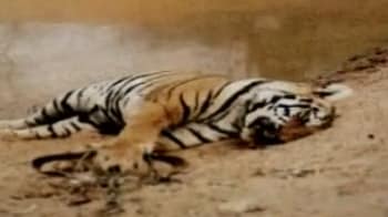 Video : Poaching threat to tigers