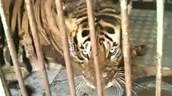 Anti-snare walks to save tigers
