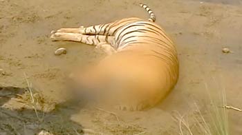 Why Tiger poaching is still a lucrative business