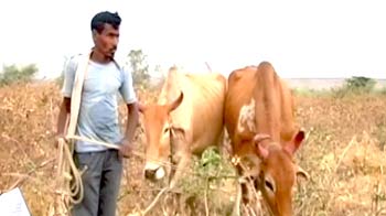 Video : Monsoon and agriculture: A risky connect