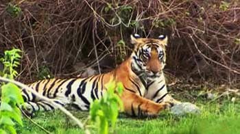 Videos : सैर बांधवगढ़ के जंगल की...