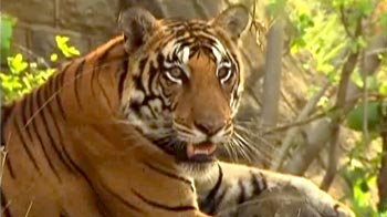 How coal mining is fragmenting tiger habitats