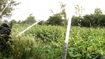 India Insight: Monsoons, cotton farming and more