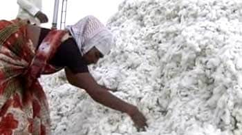 Video : The cotton debt trap
