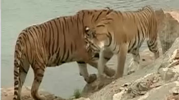 Save Our Tigers campaign: This is how your funds will be used