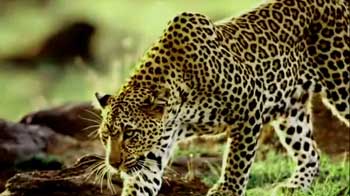 बस्ती में तेंदुआ, खतरे में जान बस्ती में तेंदुआ, खतरे में जान